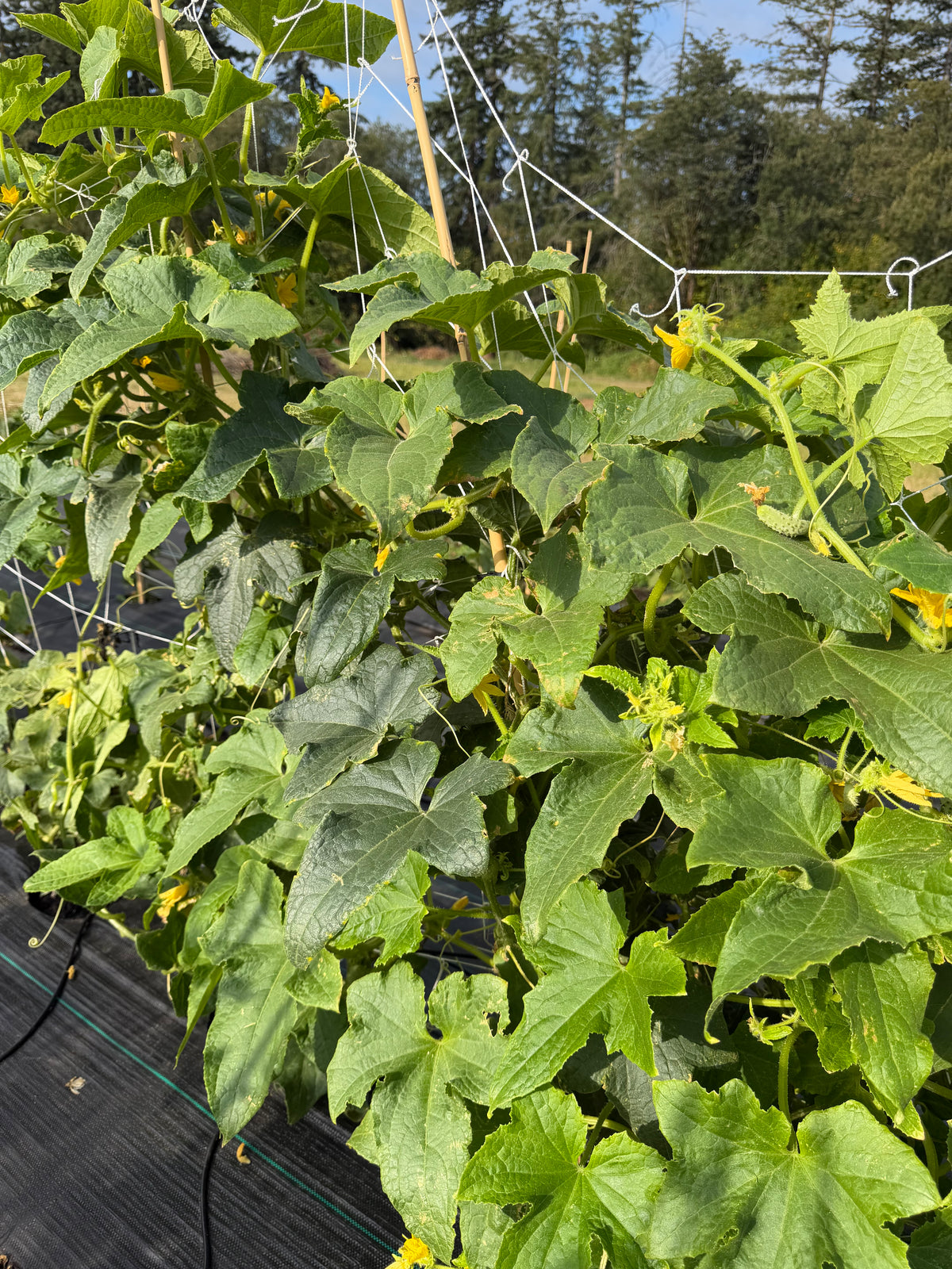 Pickling cucumbers