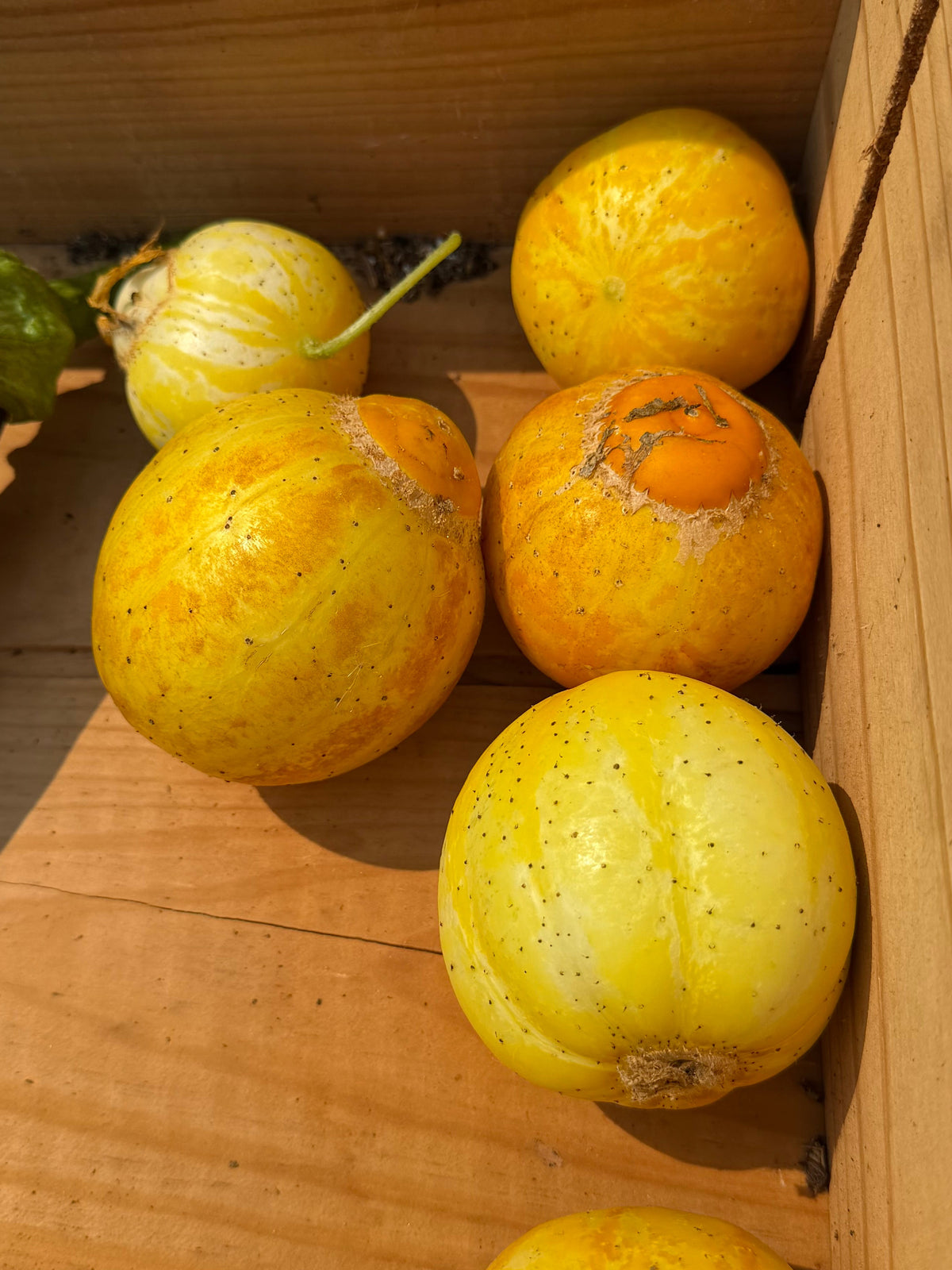 Lemon Cucumbers