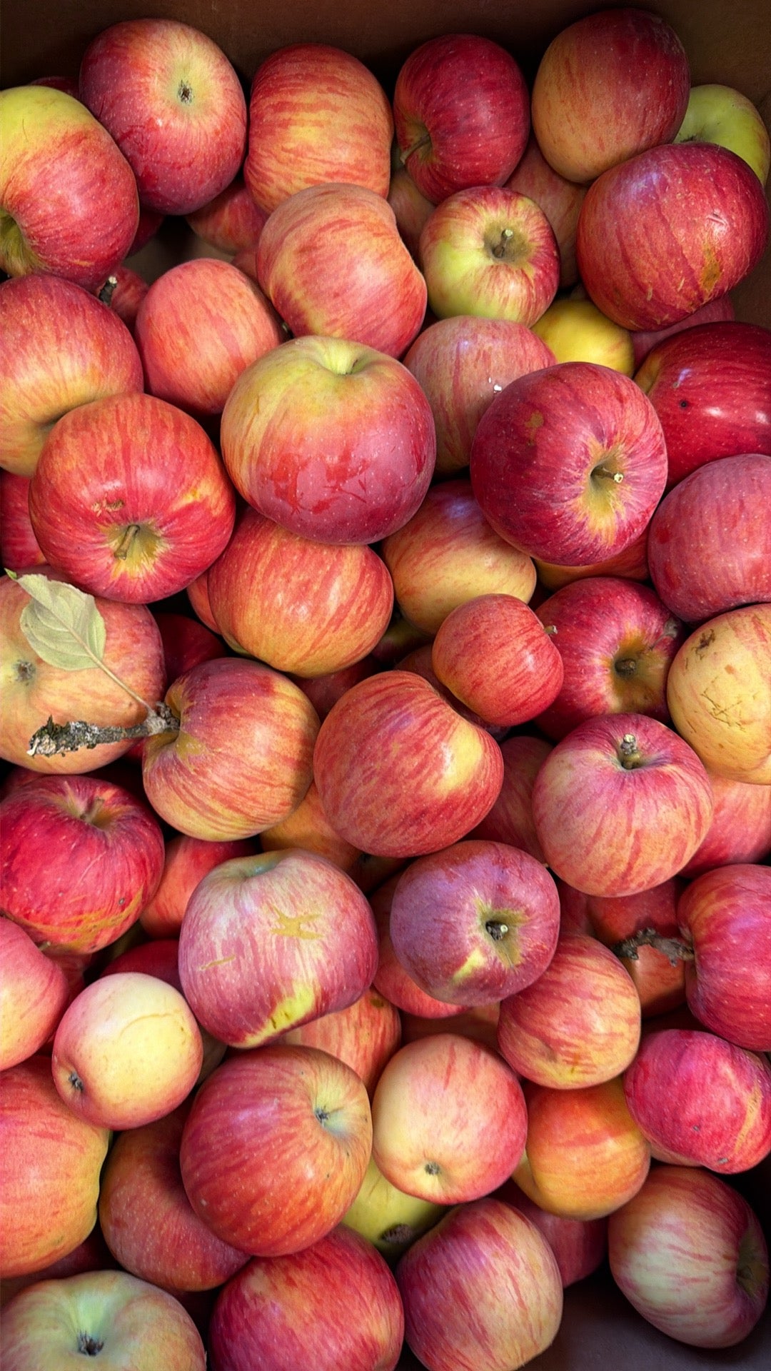 Jonathan Apples