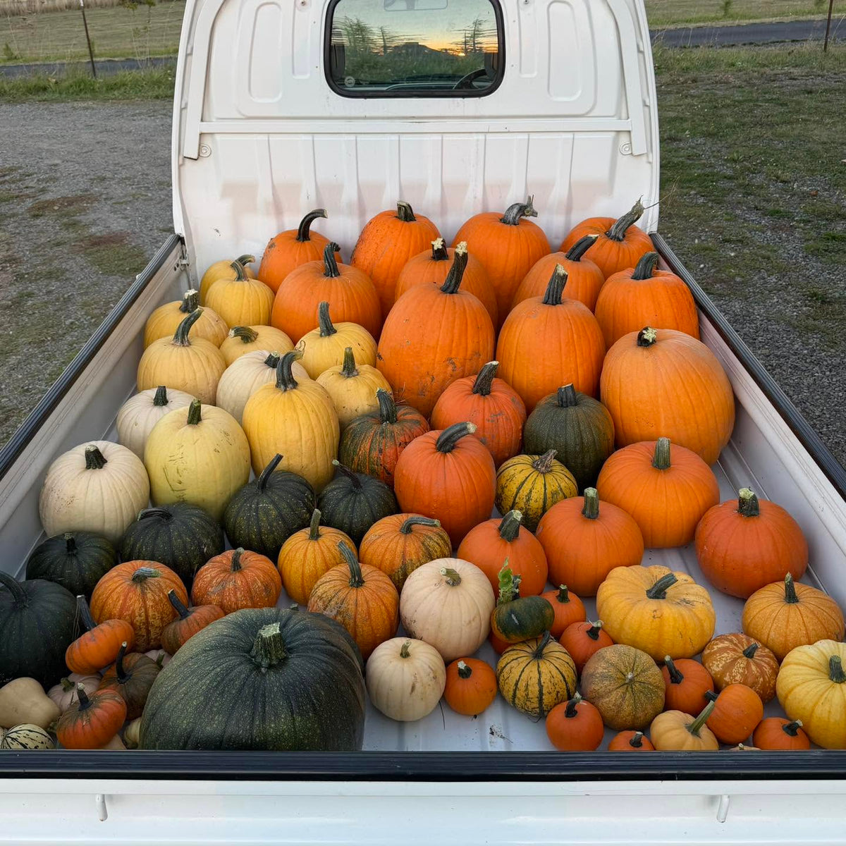 Fall Pumpkins