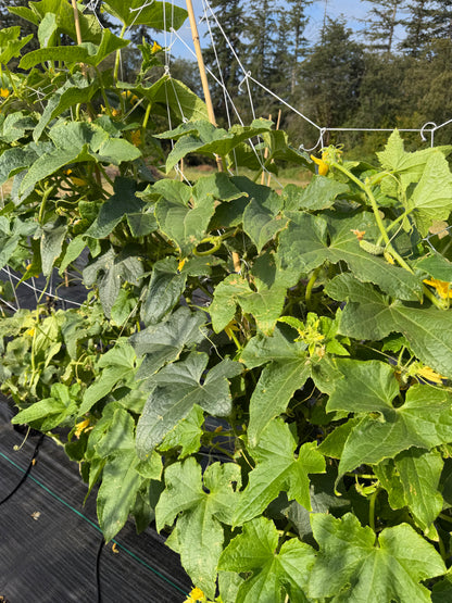 Pickling cucumbers
