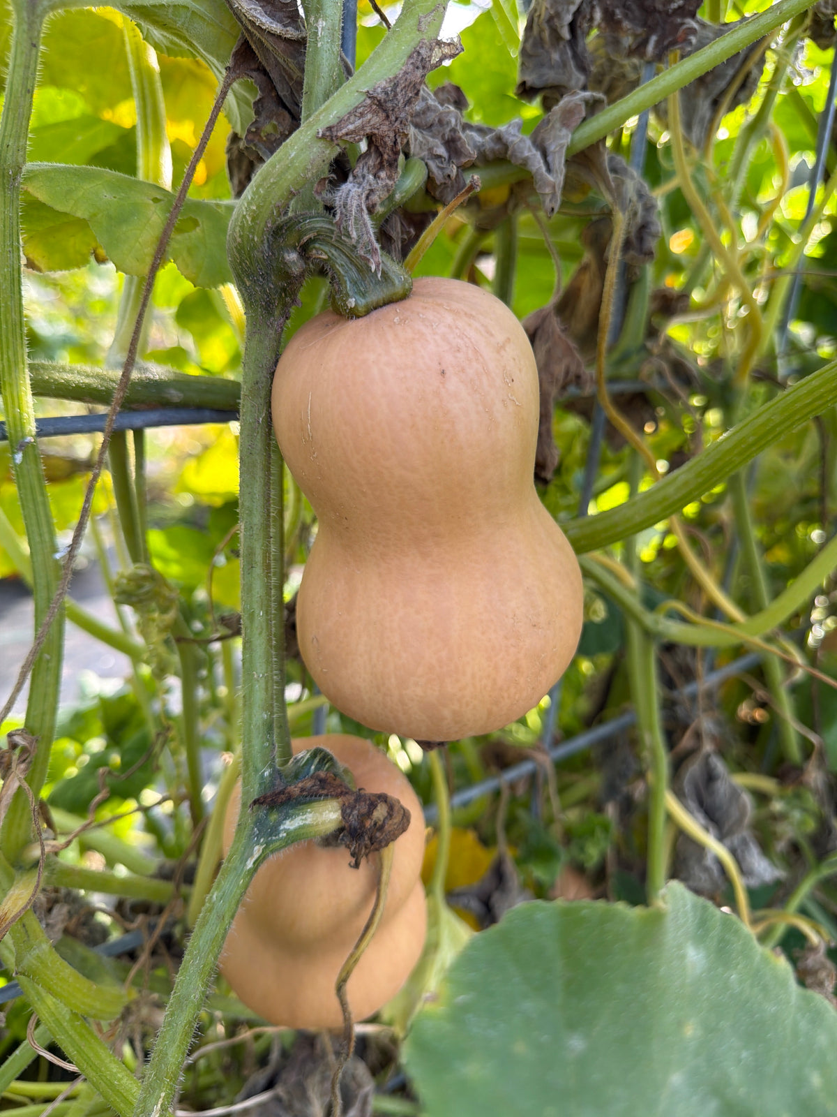 Butternut Squash