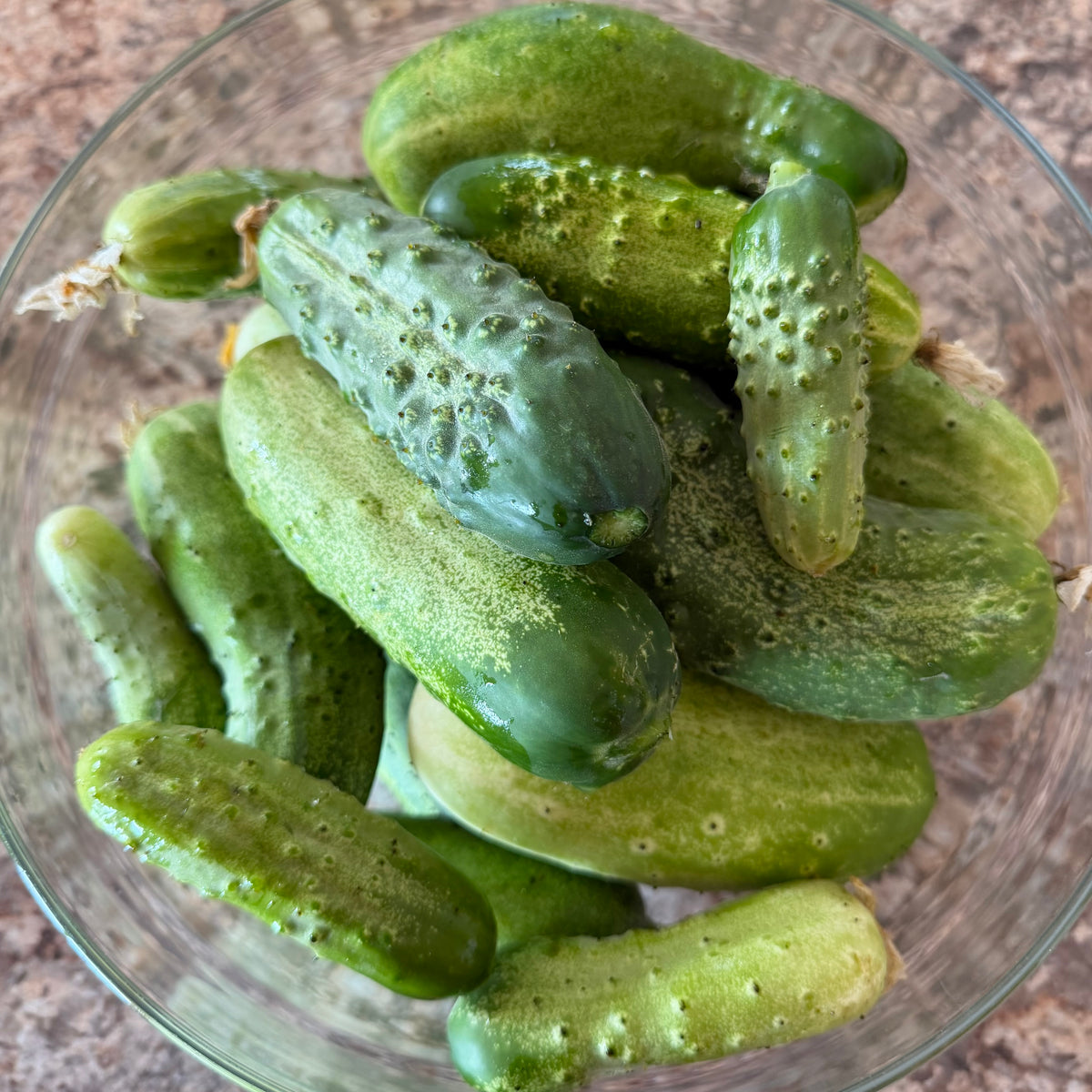 Pickling cucumbers