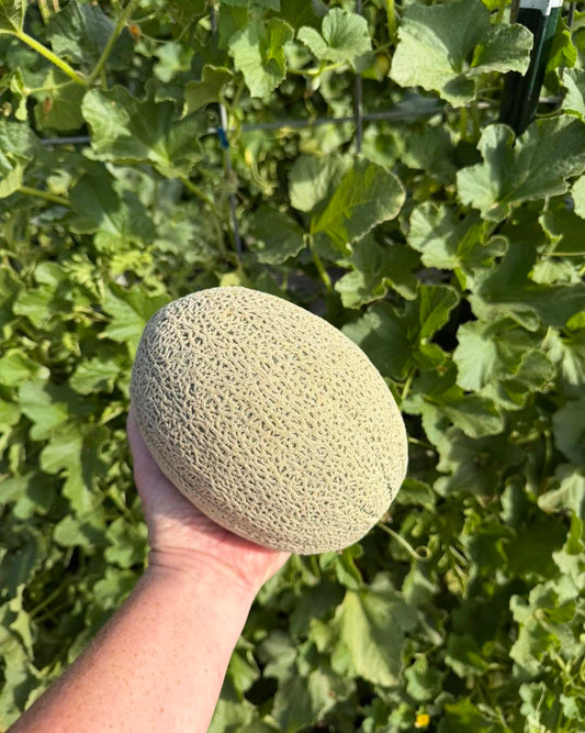 Cantaloupe Melon