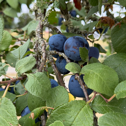 European Sugar Plums