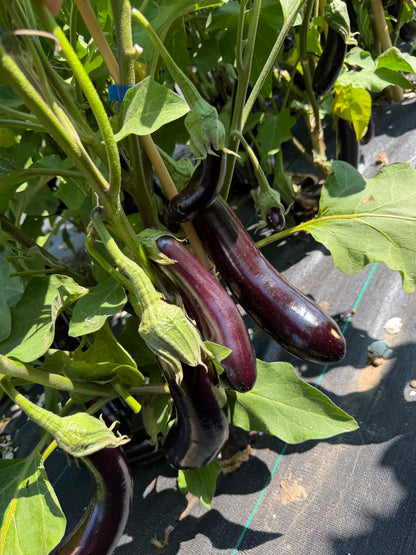 Japanese Eggplant