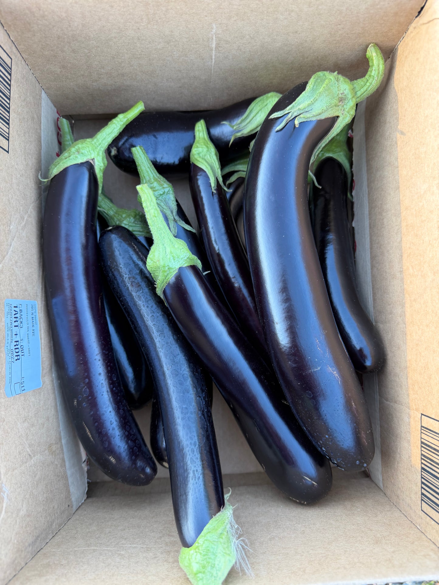 Japanese Eggplant