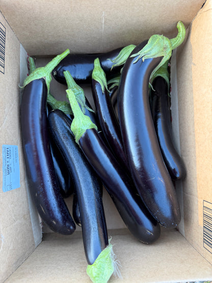 Japanese Eggplant