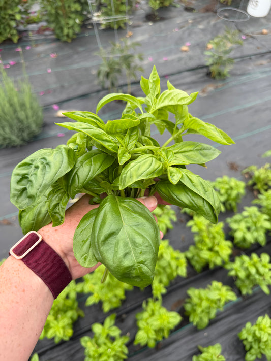 Basil bunch